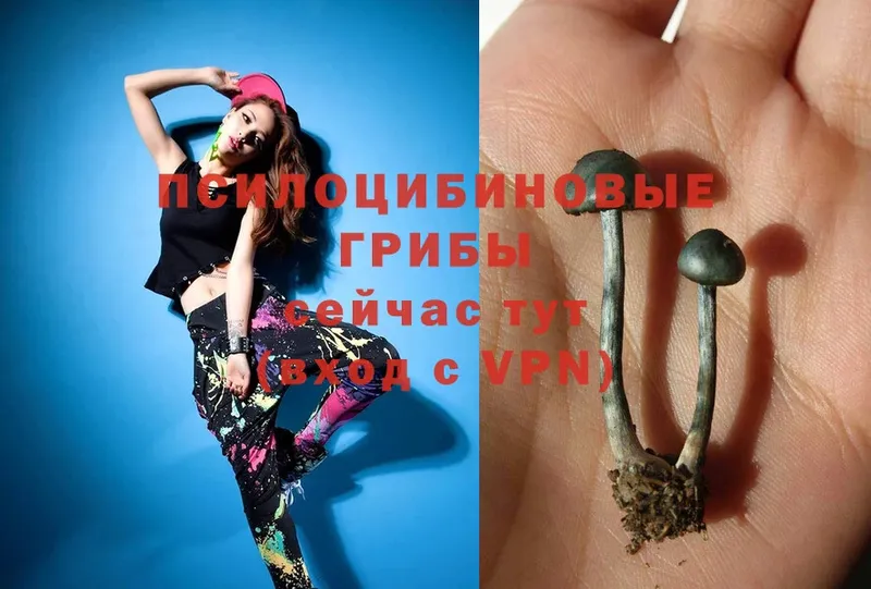 Галлюциногенные грибы Psilocybe Козельск